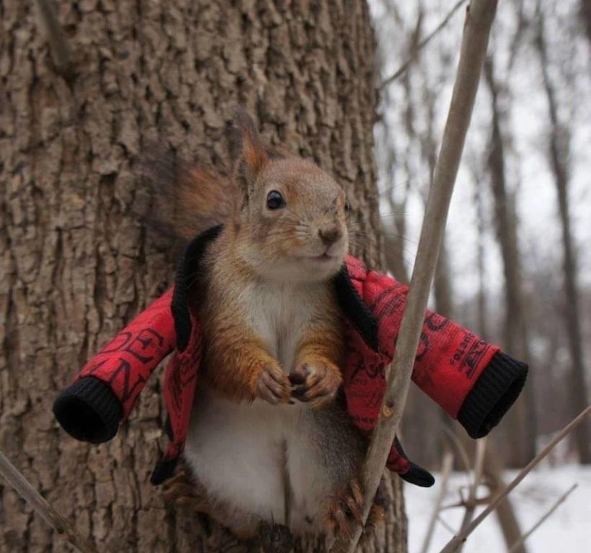 Белочки на чердаке