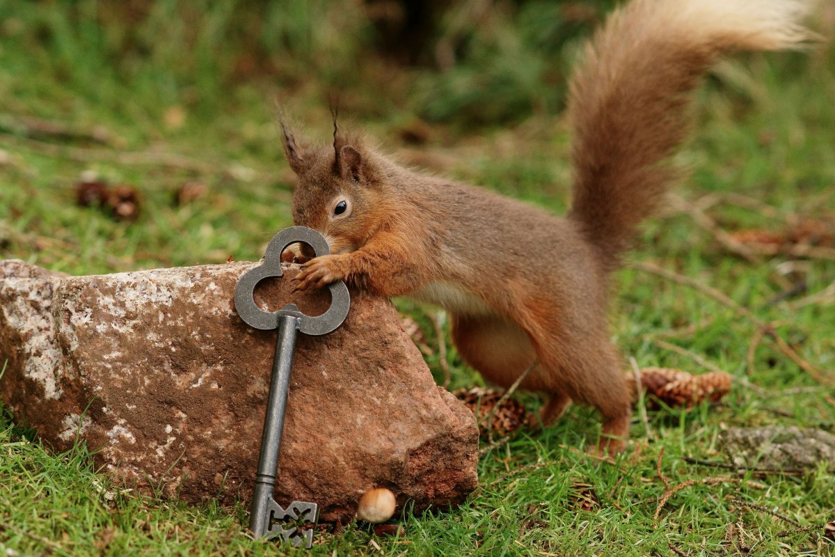 ЧУМОВЫЕ белки