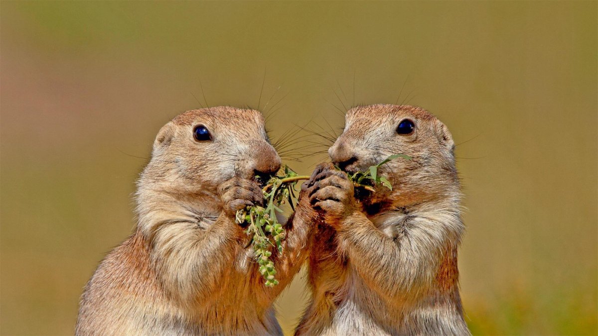 Белка Песчанка