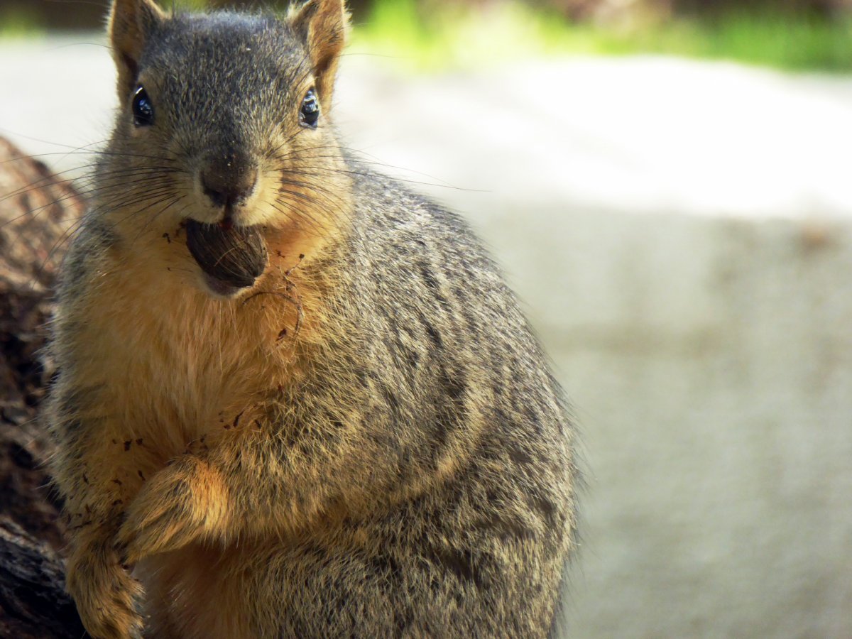 Белки в Канаде