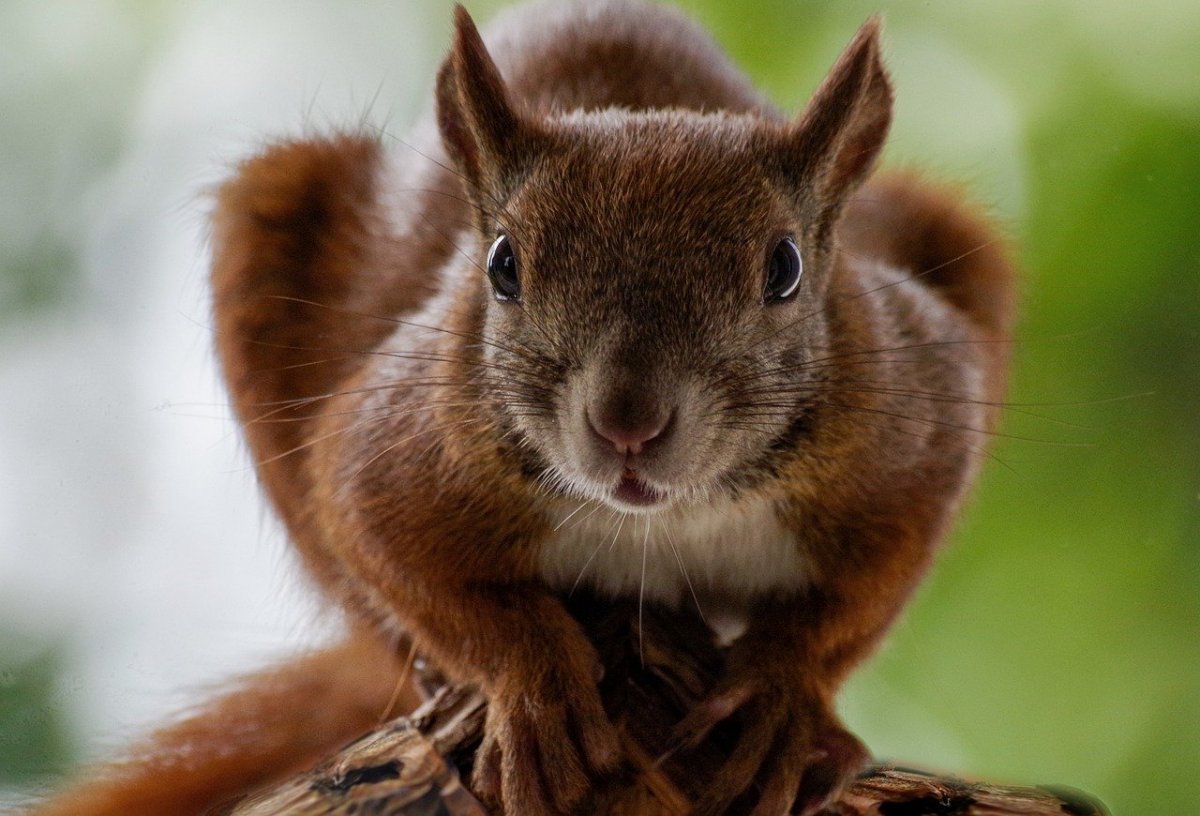 Green Crow бурундучок