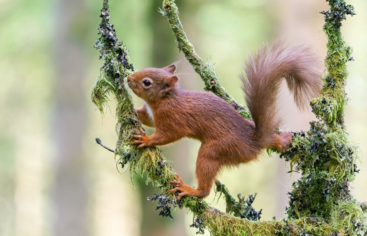 Голодная белка