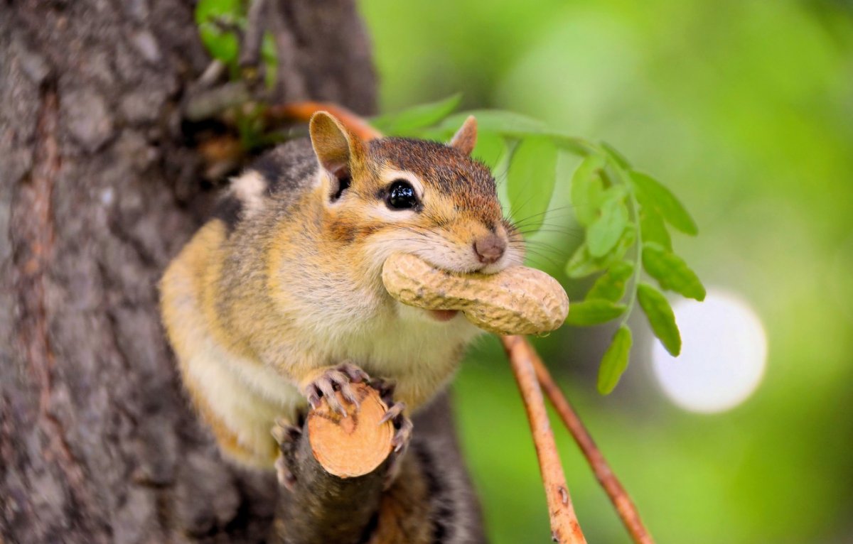 Обои на рабочий стол белка осенью