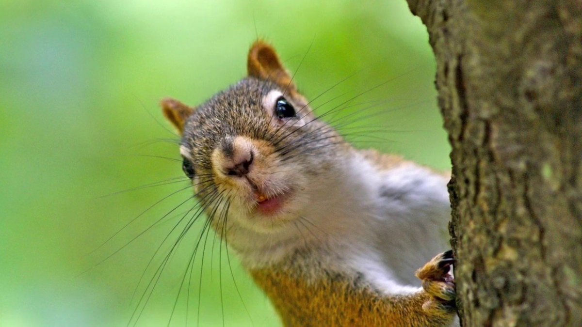 Белка какает