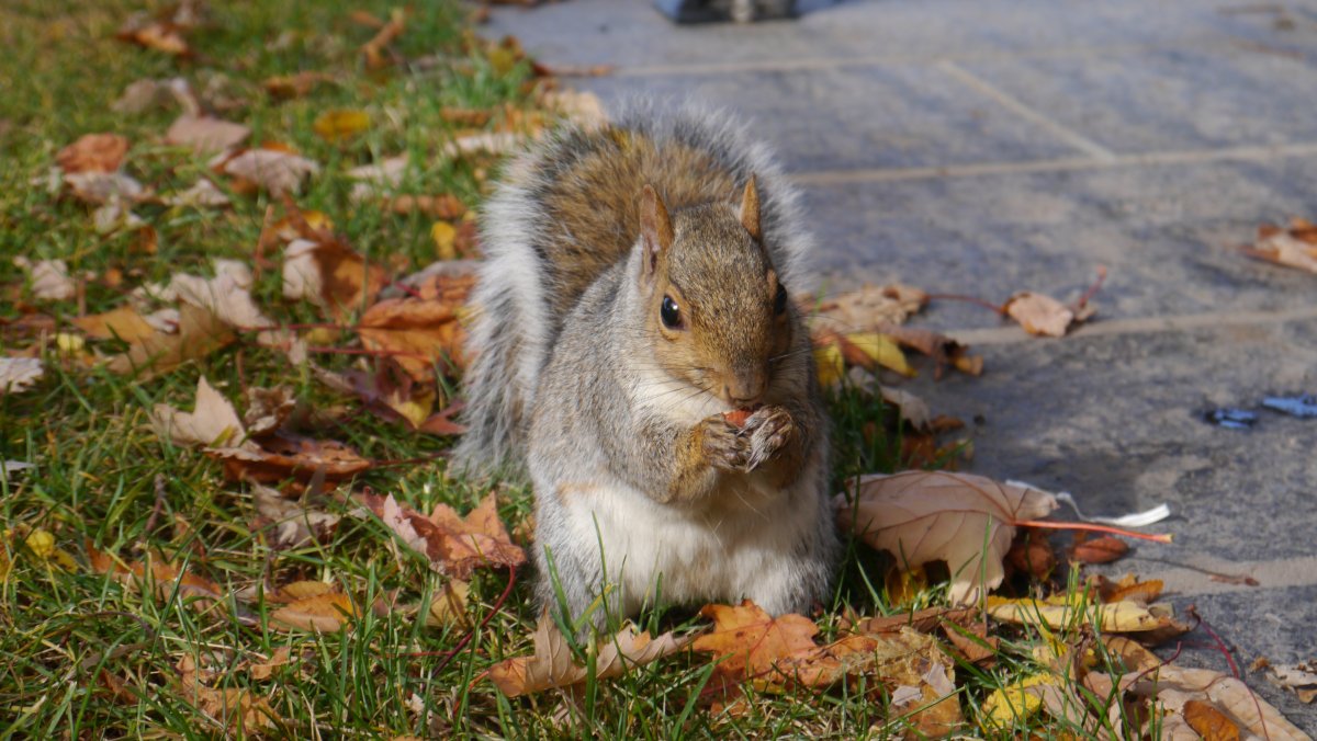Смешные Грызуны