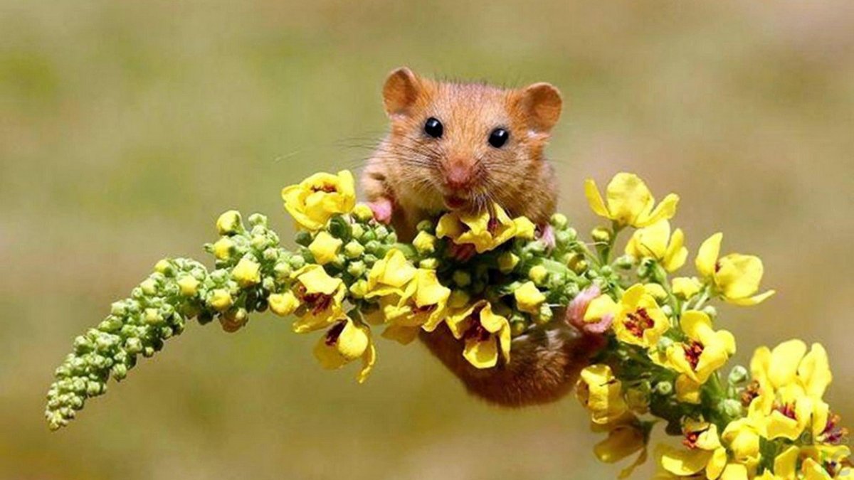 Красивая мышка