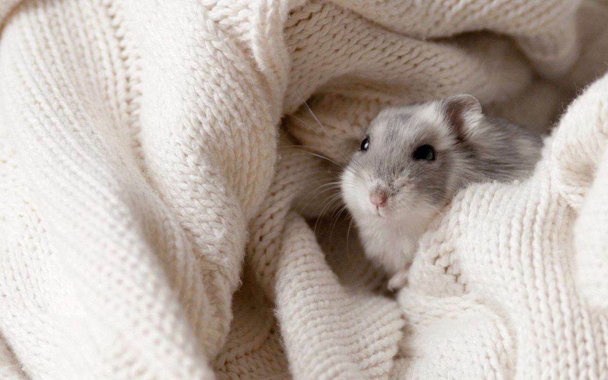 Обои хомячки