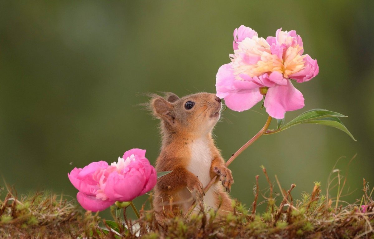 Животные весной