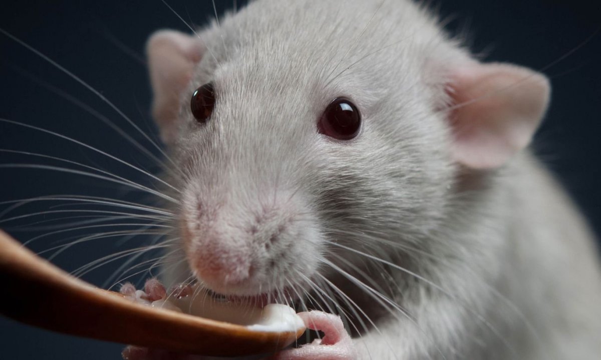 Крыса Дамбо голубая норка