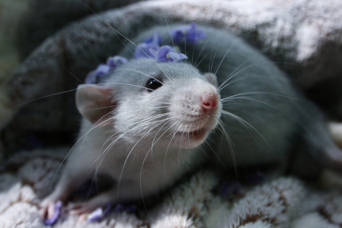 Крыса голубая норка