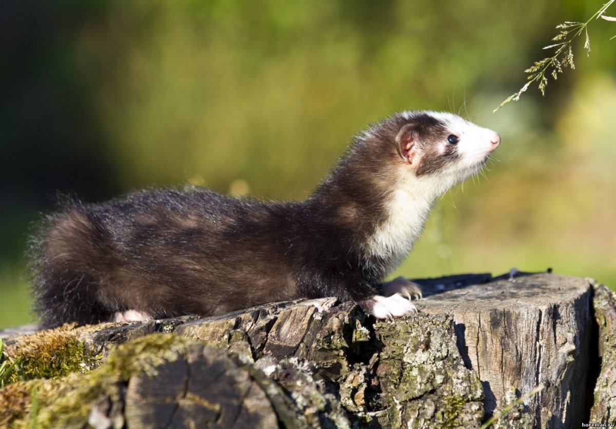 Дикий хорек Сибирский