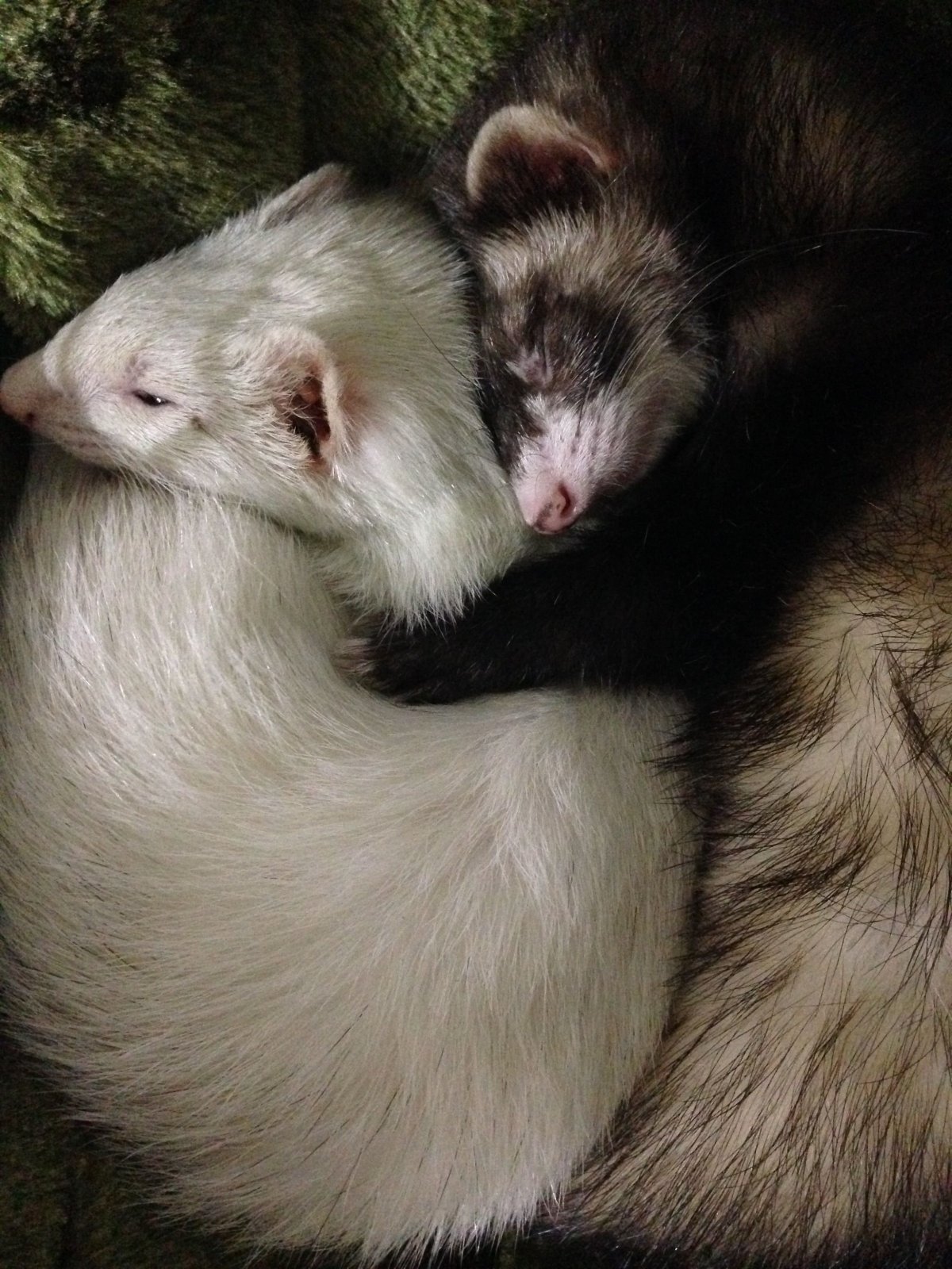 Красивый хорек