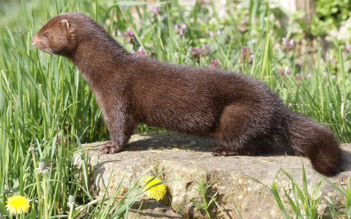 Mustela lutreola норка европейская