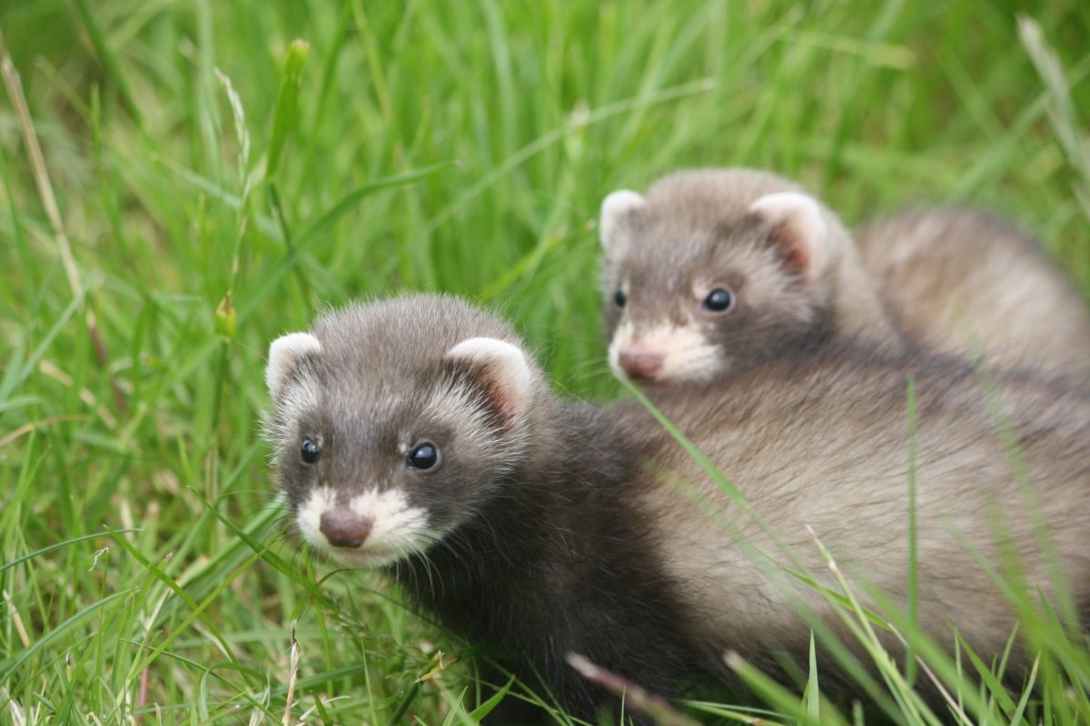 Степной хорек охотится