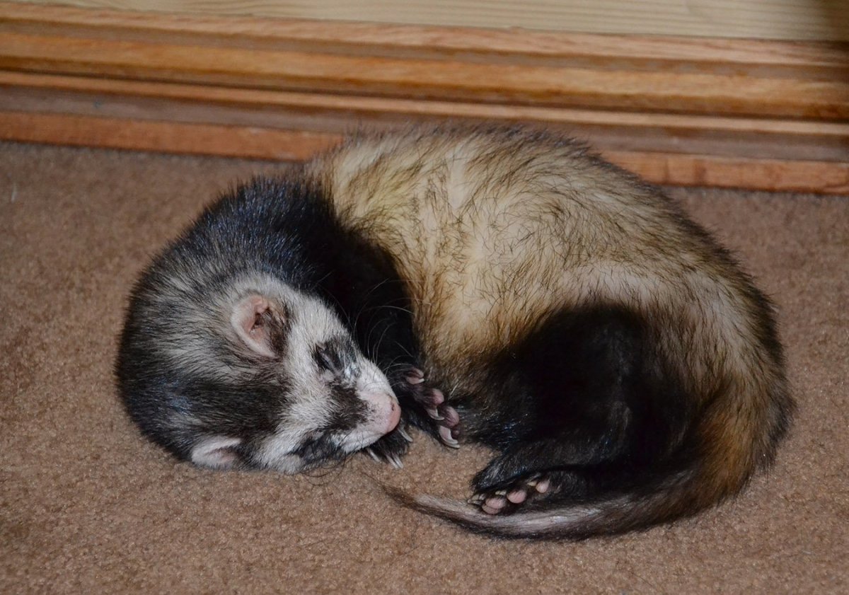 Хорьки вдвоем