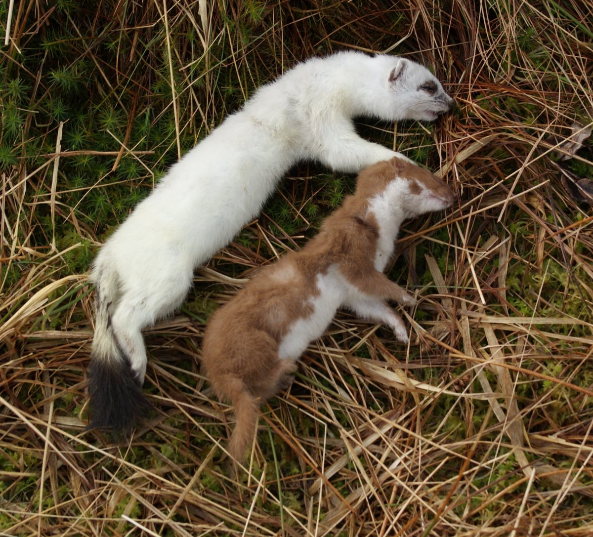 Соболь норка куница