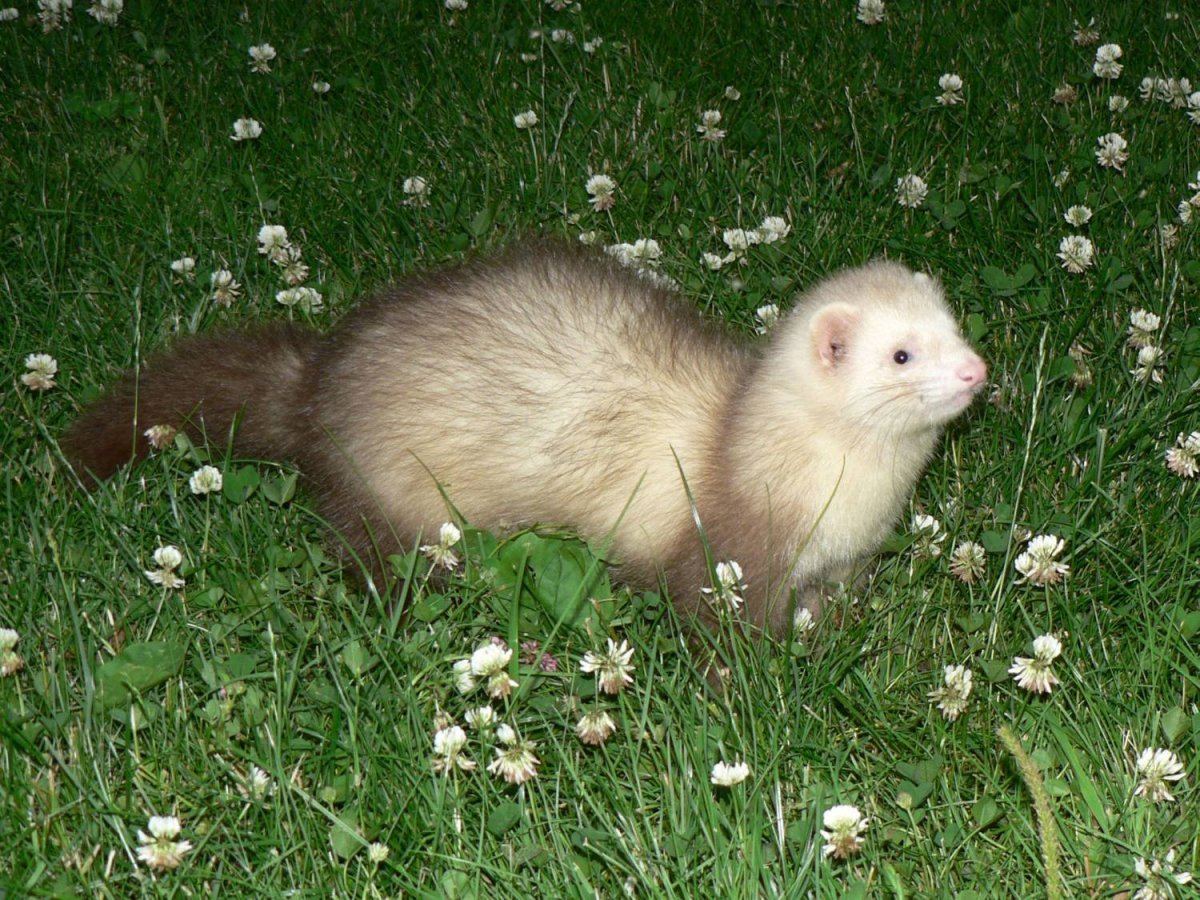 Донской хорек