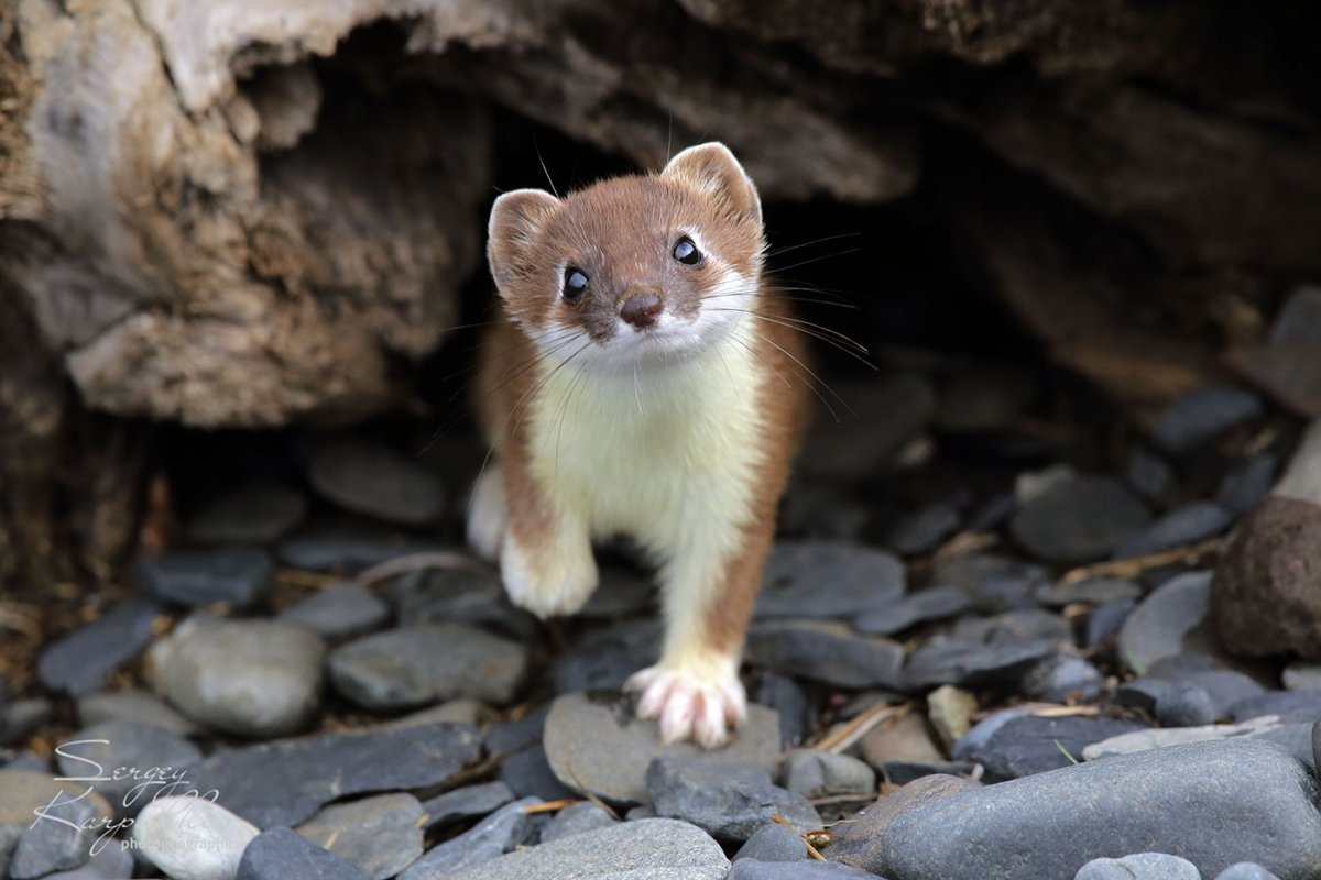 Куница ласка горностай