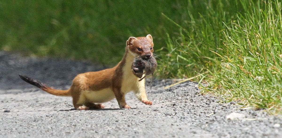 Ласка (зверек сем. Куньих)