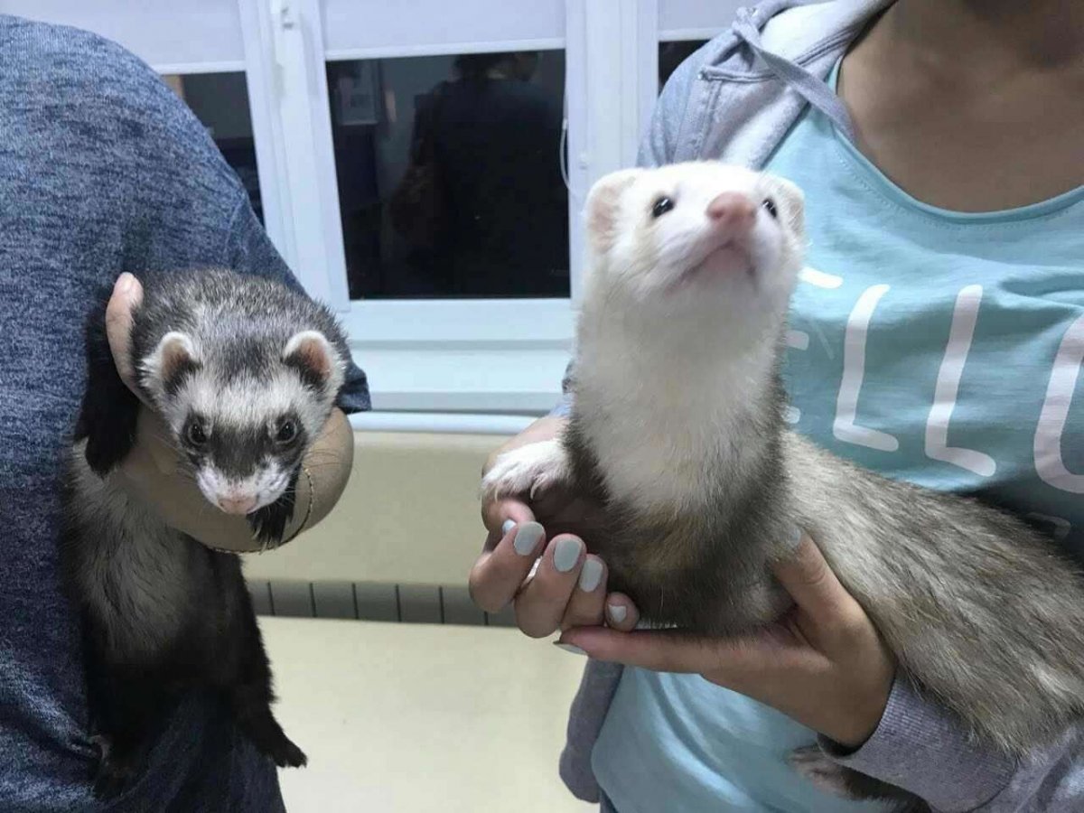 Воронеж ветеринарная клиника хорьки