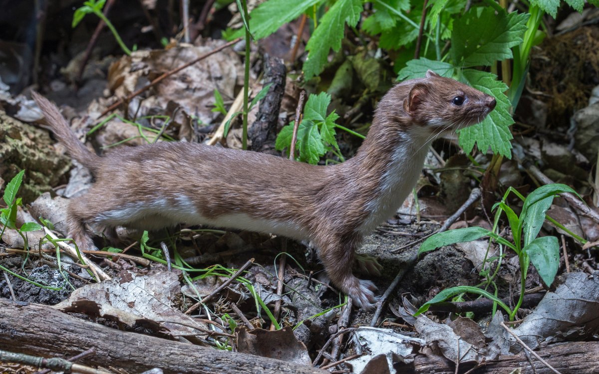 Ласка (Mustela nivalis)