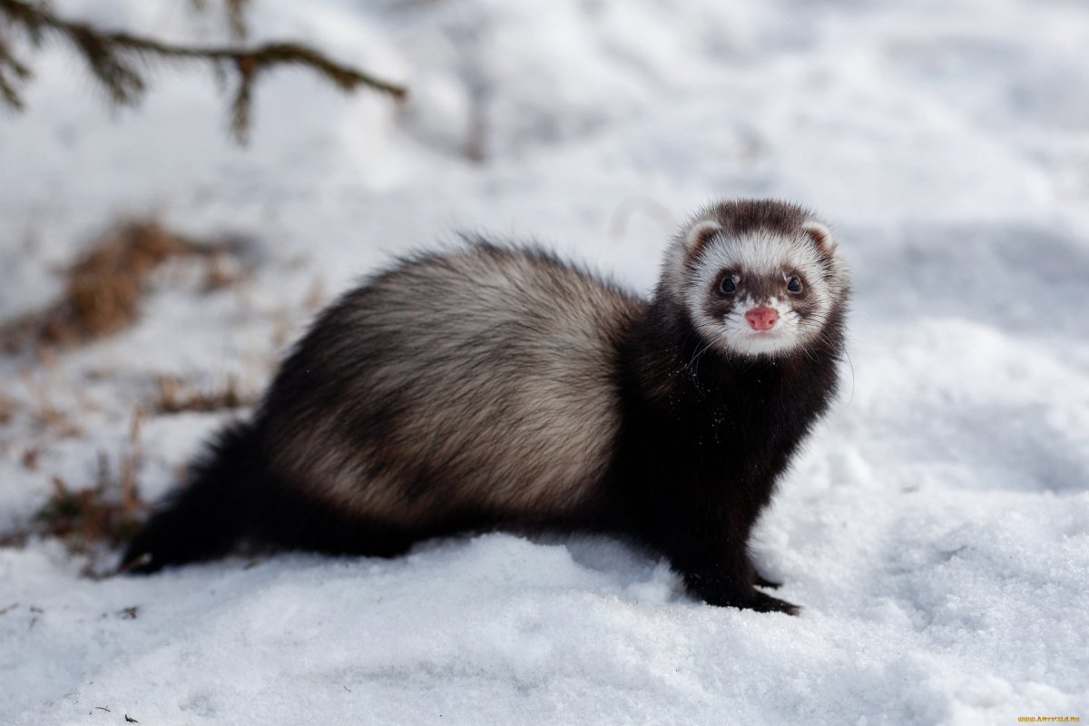 Лесной хорёк зимой