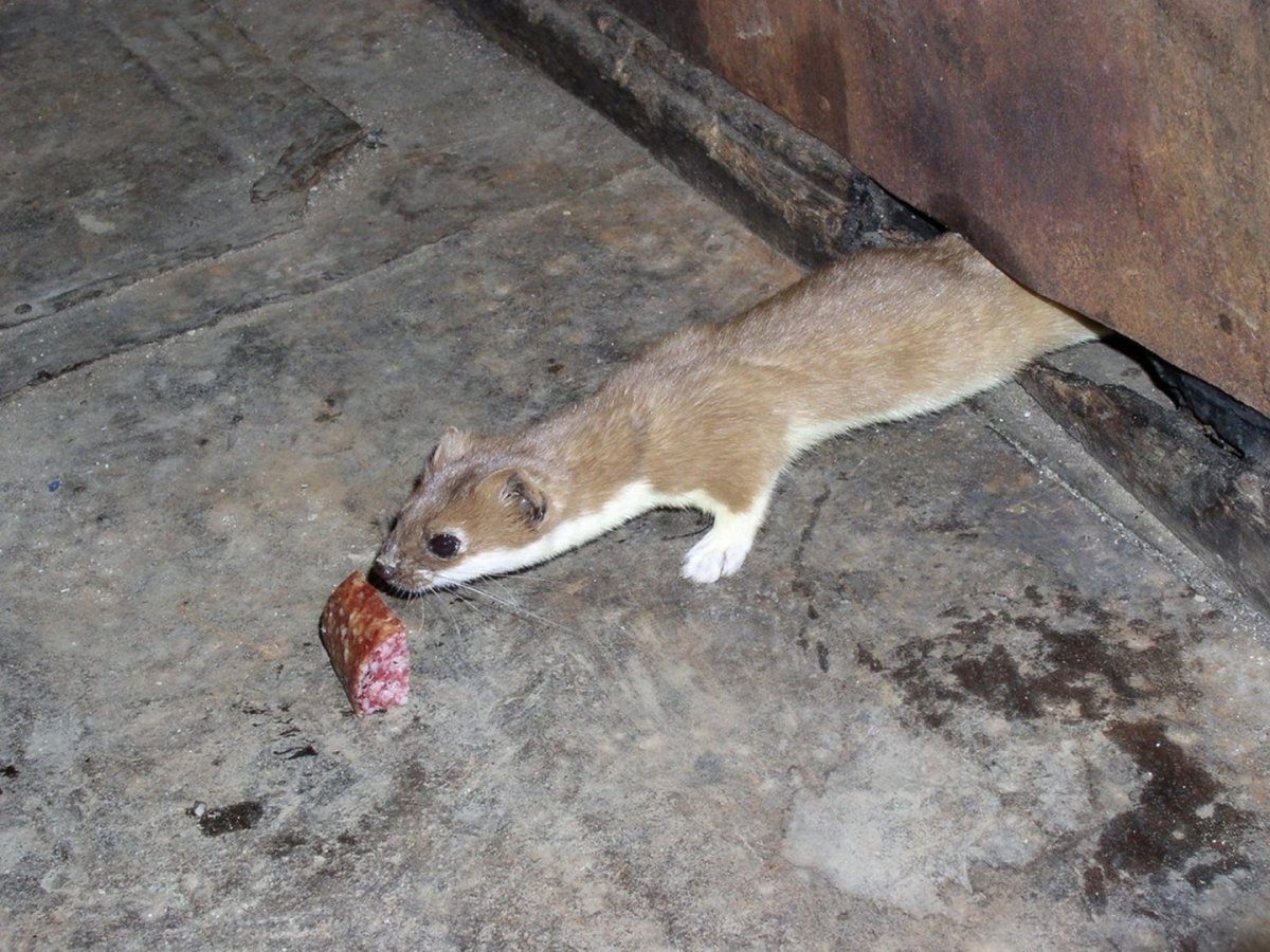 Сибирский горностай