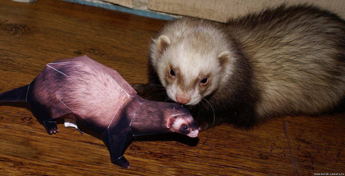 Нора хорька