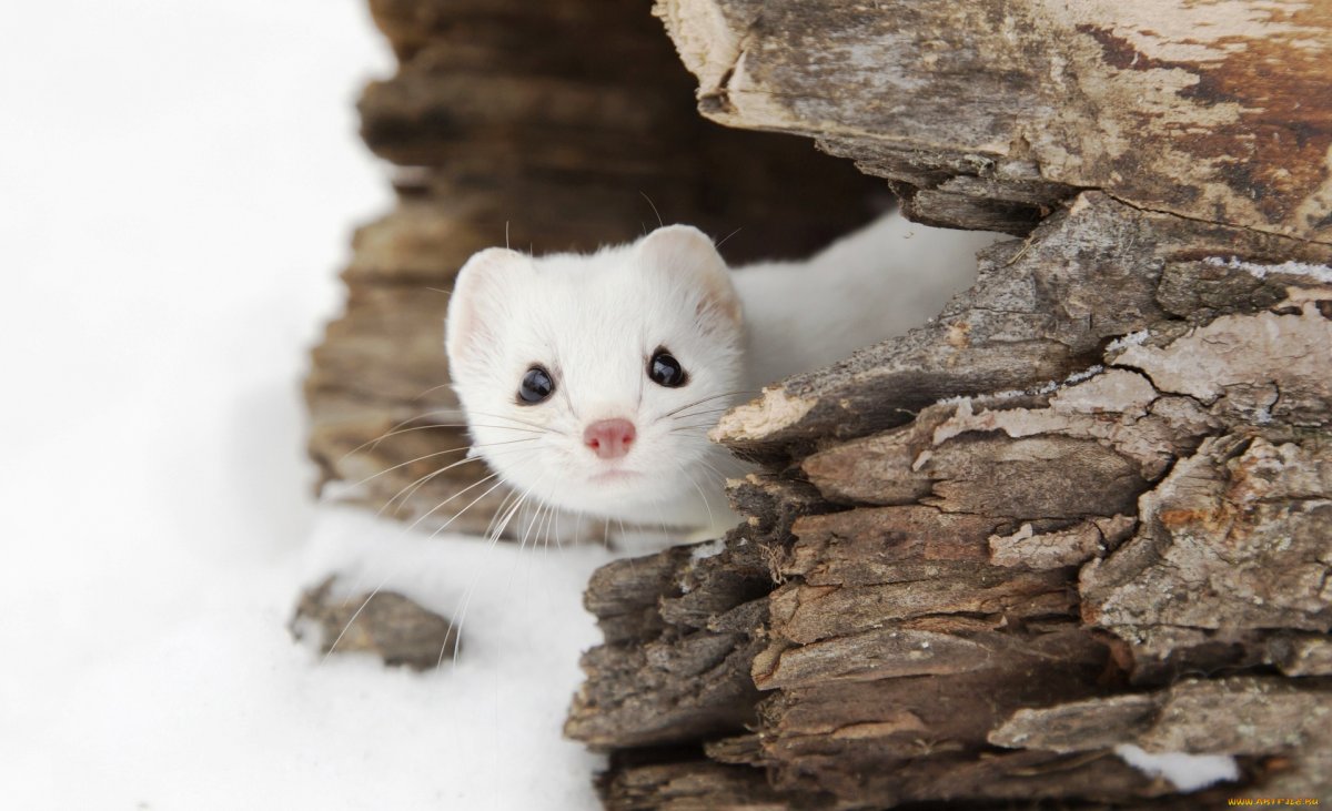 Маленький грызун с длинным телом