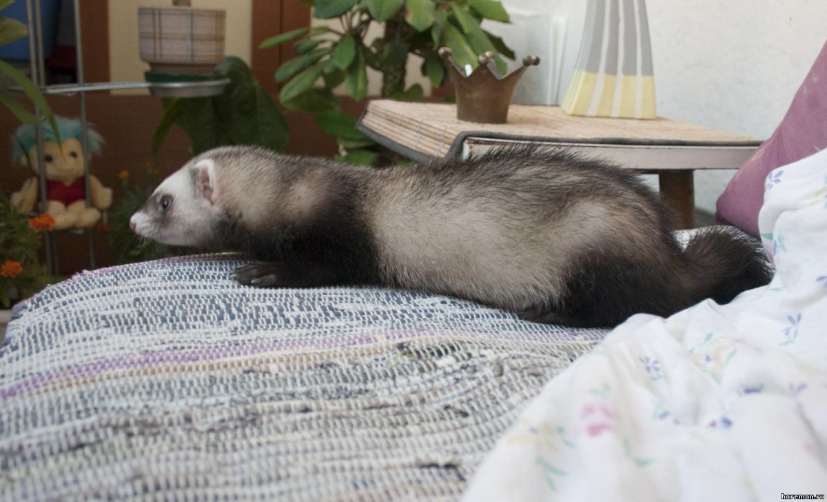 Хорек лежит