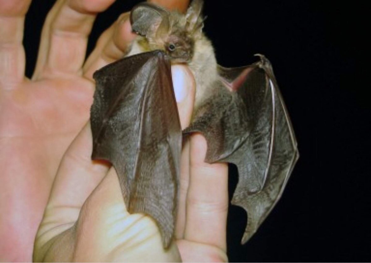 Mystacina tuberculata