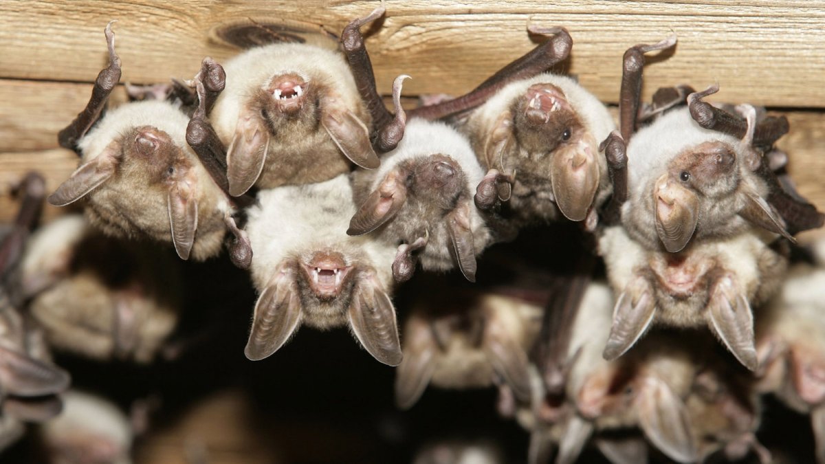 Летучая мышь средней полосы России