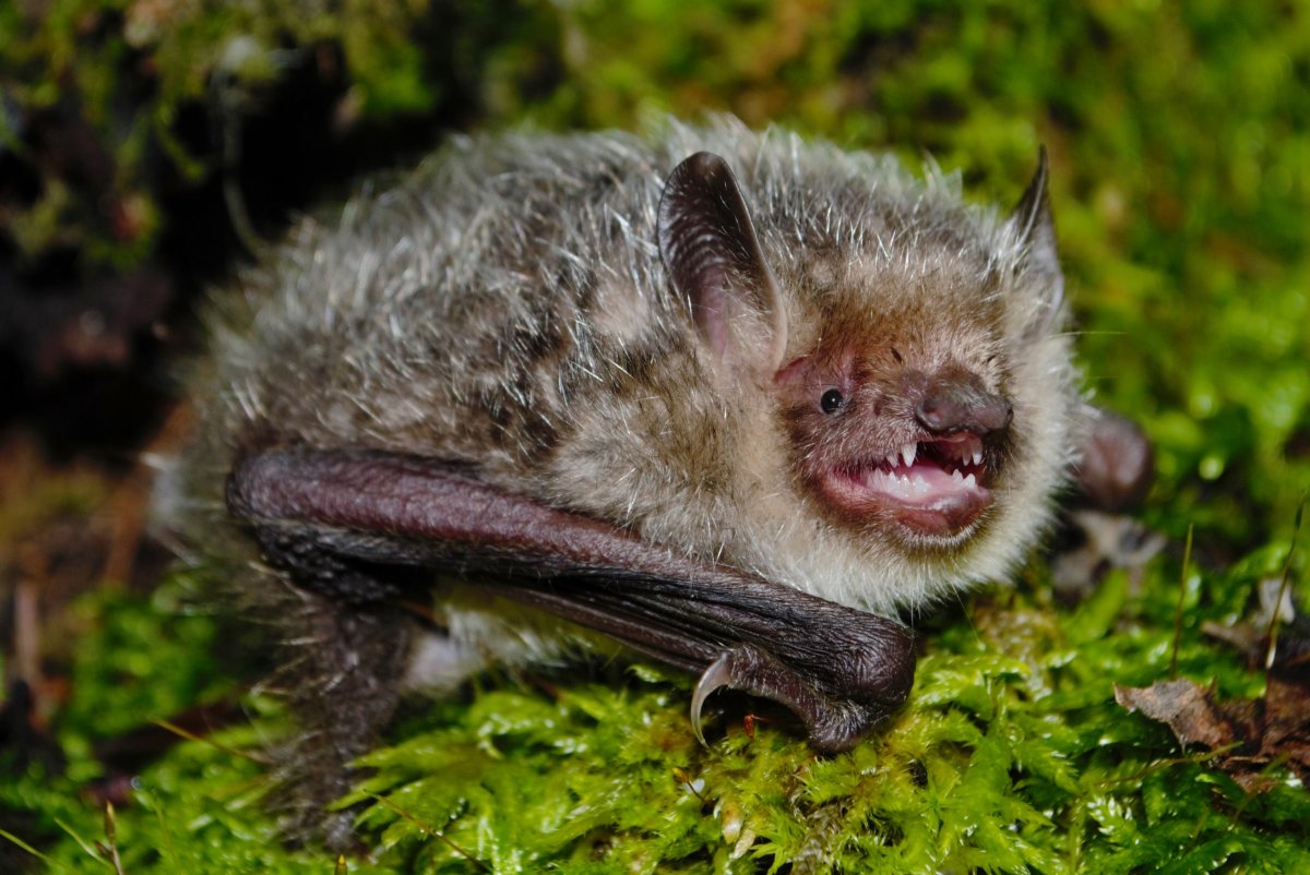 Нетопырь Натузиуса