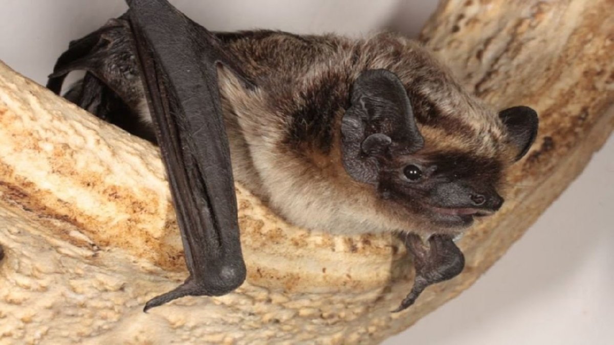 Двухцветный кожан (Vespertilio murinus (Linnaeus, 1758))