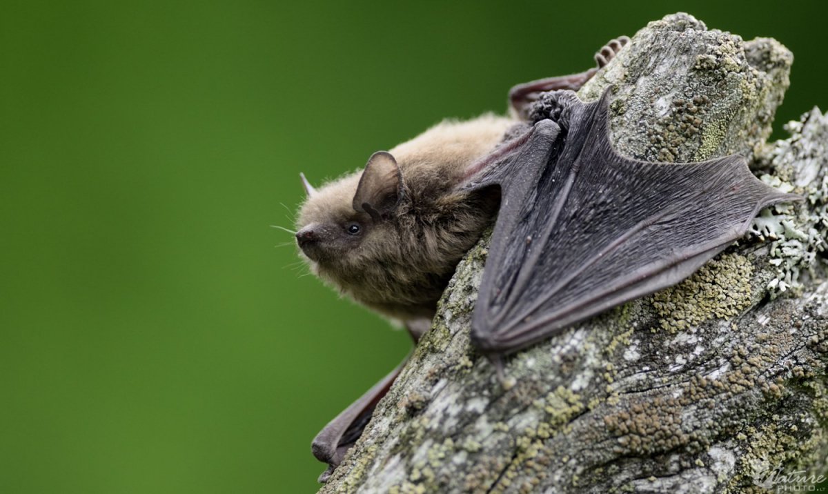 Трехцветная ночница Myotis emarginatus