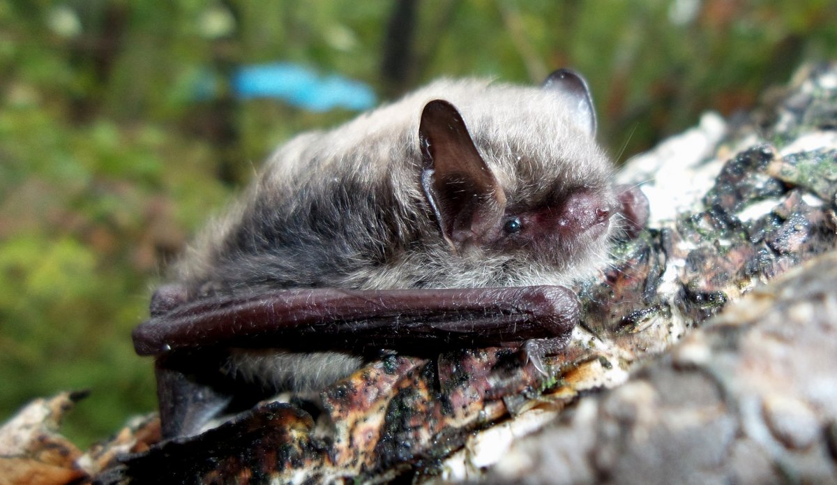 Обыкновенная ночница