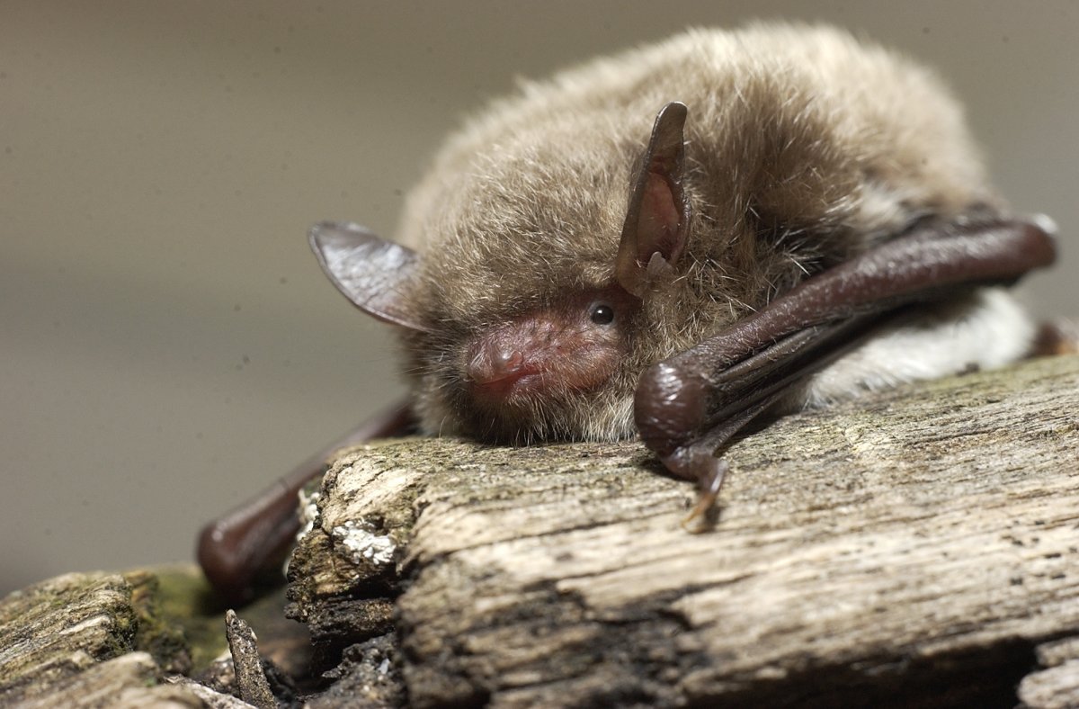 Myotis daubentoni — водяная ночница