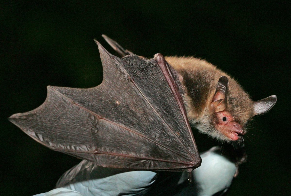 Фруктоядный листонос