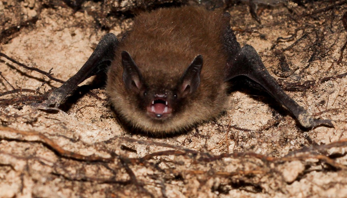 Трехцветная ночница