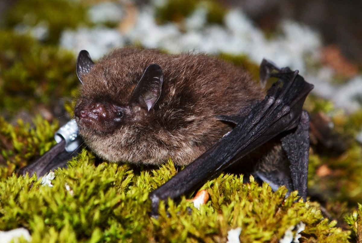 Трехцветная ночница Myotis emarginatus