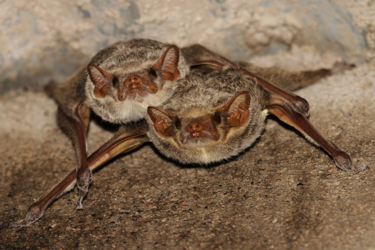 Северный кожанок