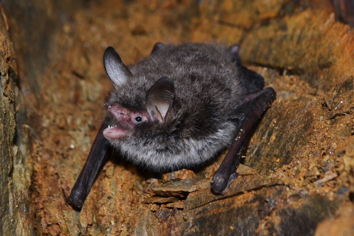 Двухцветный кожан (Vespertilio murinus (Linnaeus, 1758))