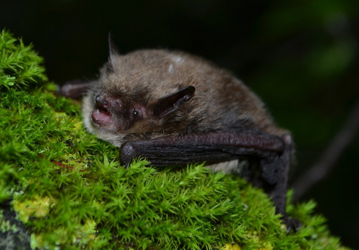 Свиноносая летучая мышь