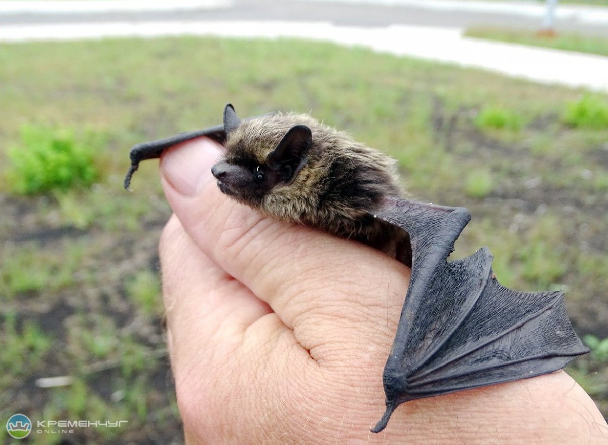 Усатая ночница