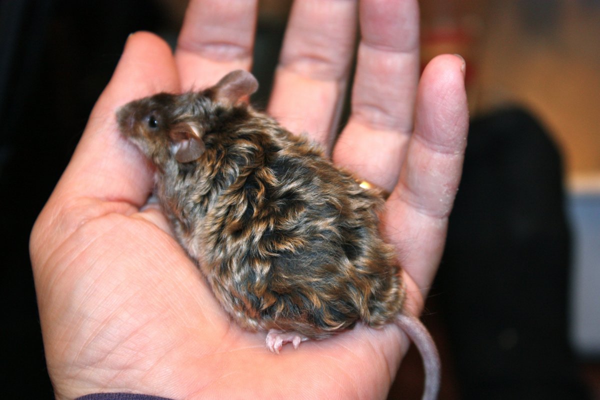 Крыса Дамбо рекс