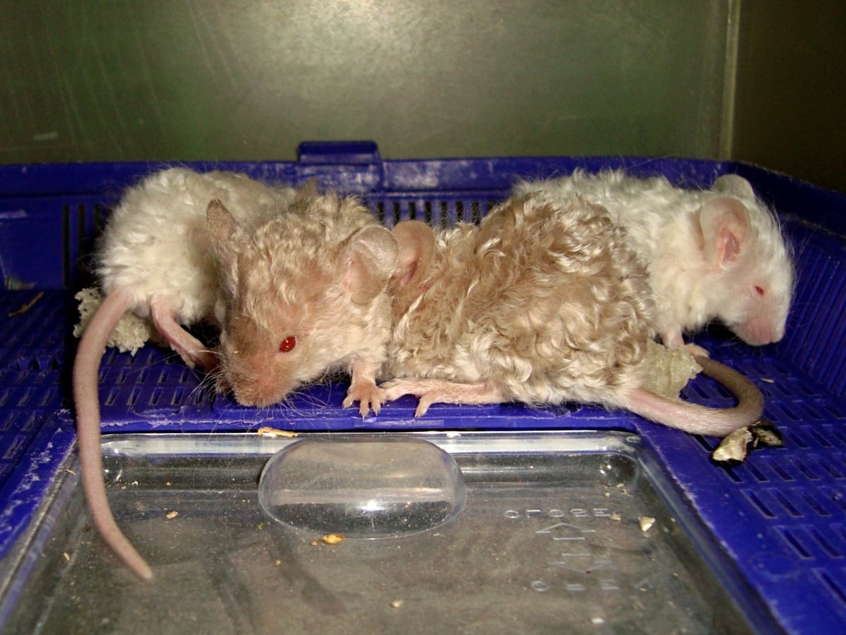 Декоративная крыса Дамбо рекс