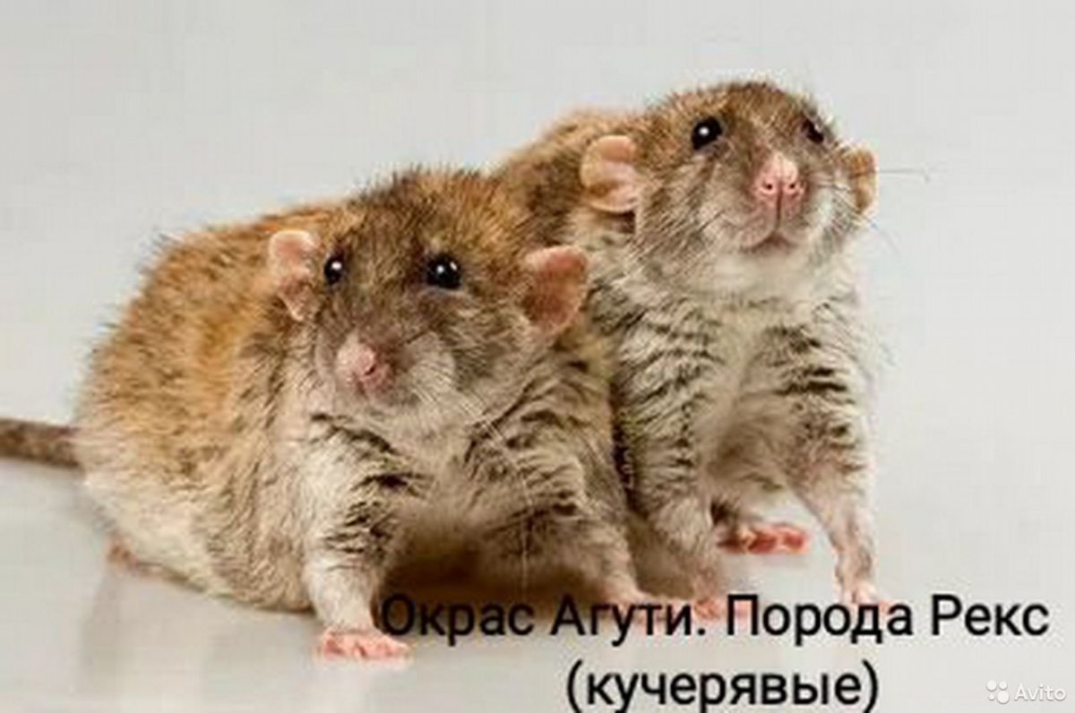 Кудрявая сатиновая мышь