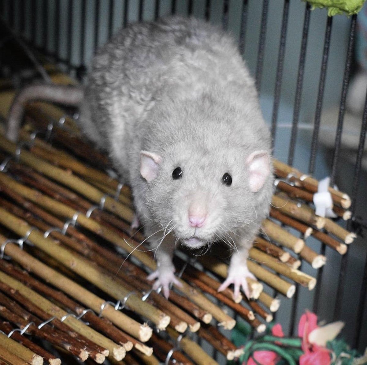 Авокадо крыса Дамбо