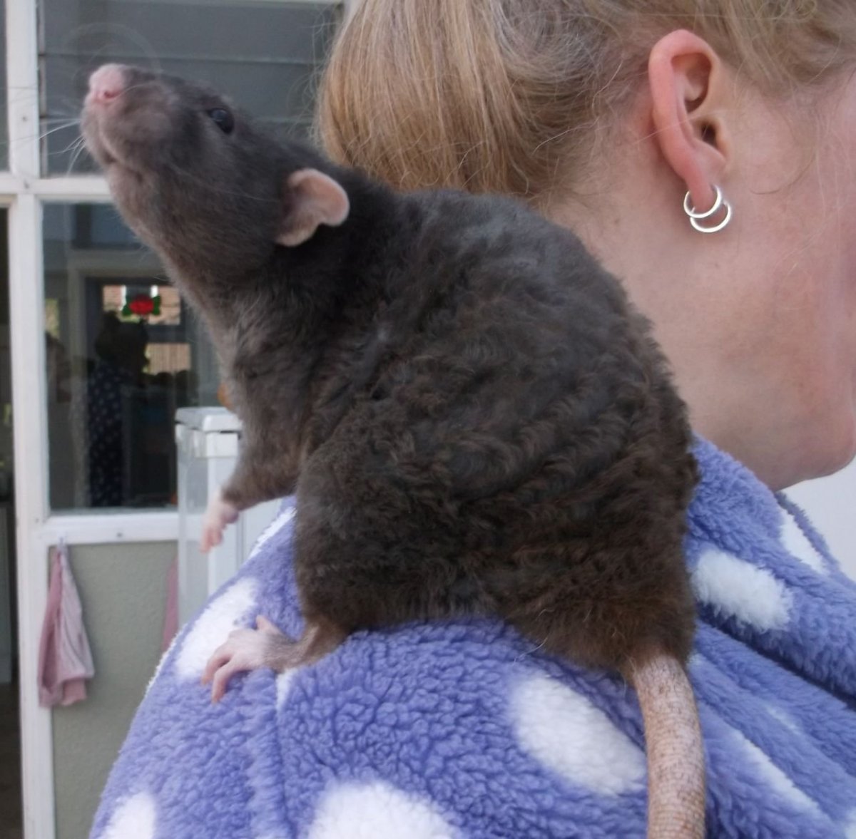 Жадная крыса