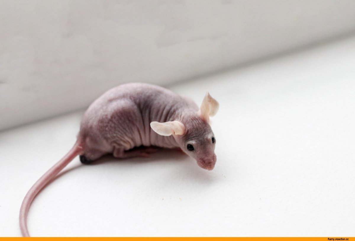 Горная крыса